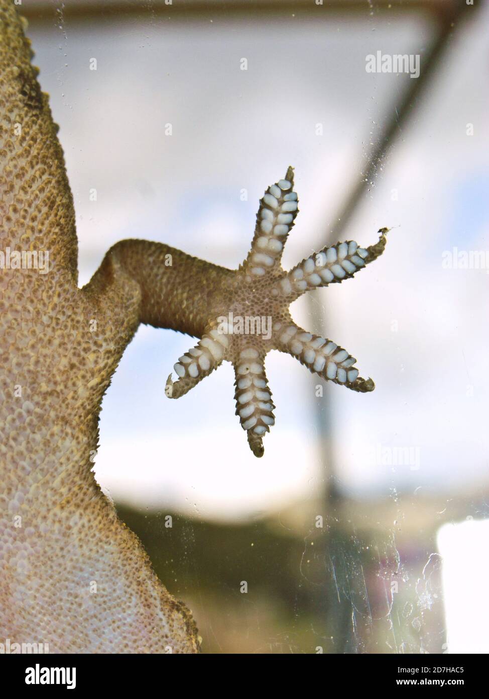 Crocodile gecko -Fotos und -Bildmaterial in hoher Auflösung – Alamy