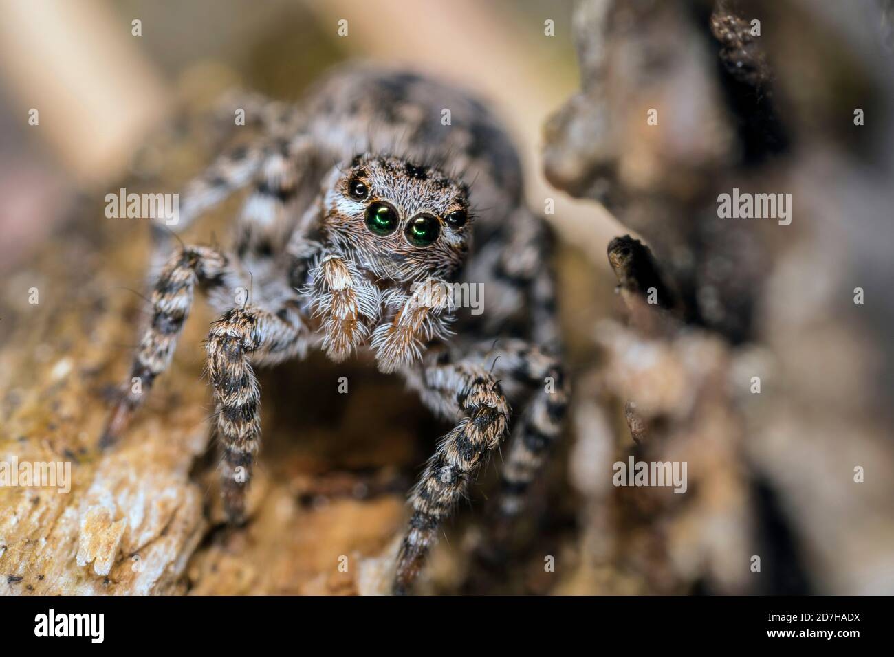 Spinne (Aelurillus V-insignitus, Phlegra V-insignita, Attus V-insignitus, Ictidops V-insignitus), sitzt auf dem Boden, Deutschland Stockfoto