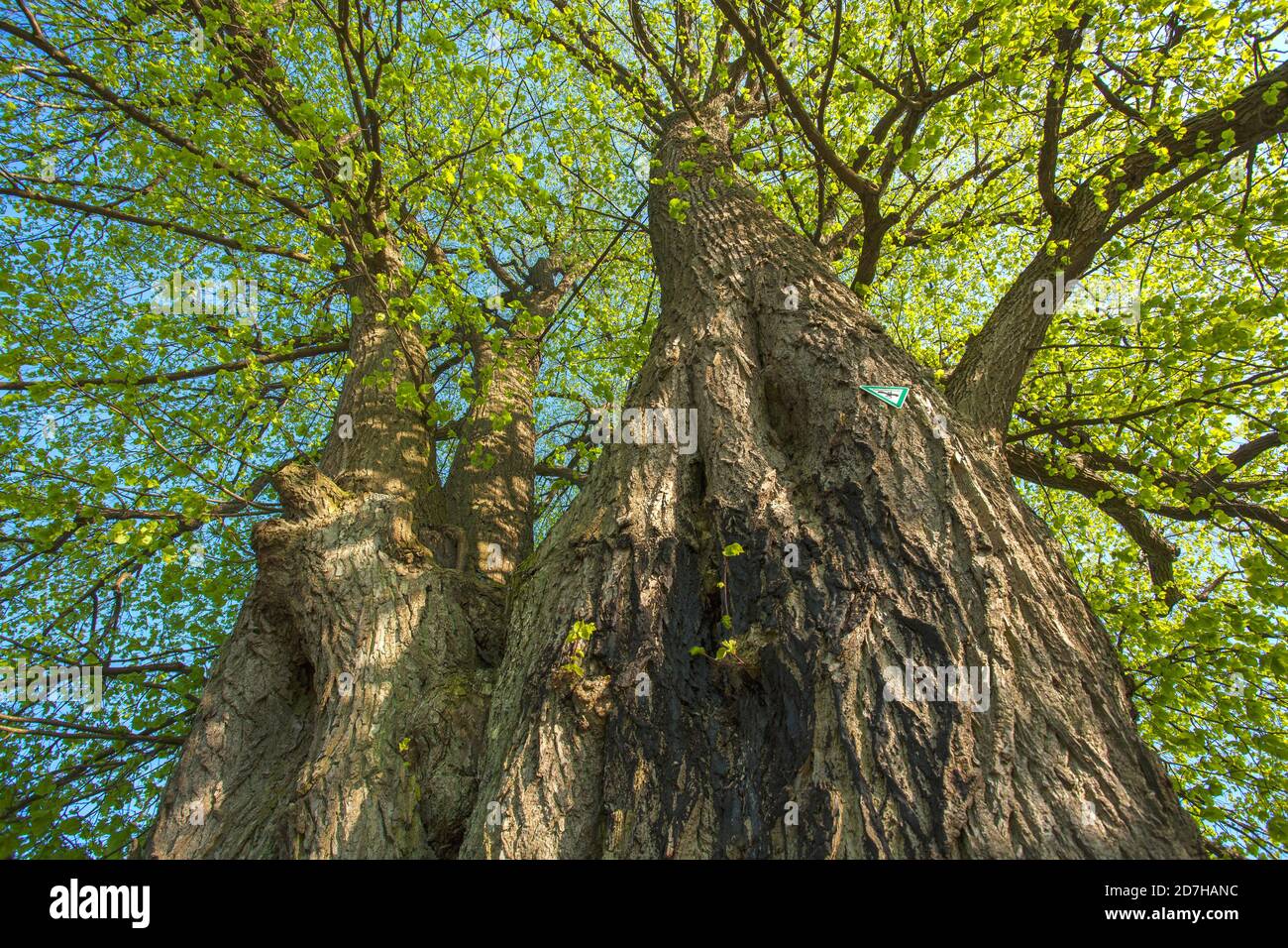 Großblättrige Linde, Lindenbaum (Tilia platyphyllos), Zeitbaum bei Teuchatz, ca. 370 Jahre alt, Deutschland, Bayern, Oberfranken, Oberfranken, Fraen Stockfoto