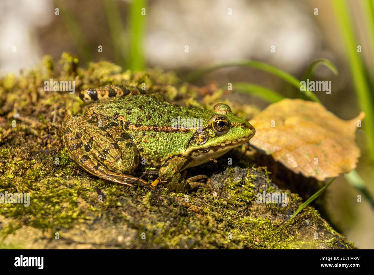 marschfrosch, Seefrosch (Rana ridibunda, Pelophylax ridibundus), Sonnenbäder auf einem moosigen Stein am Ufer, Deutschland, Bayern Stockfoto