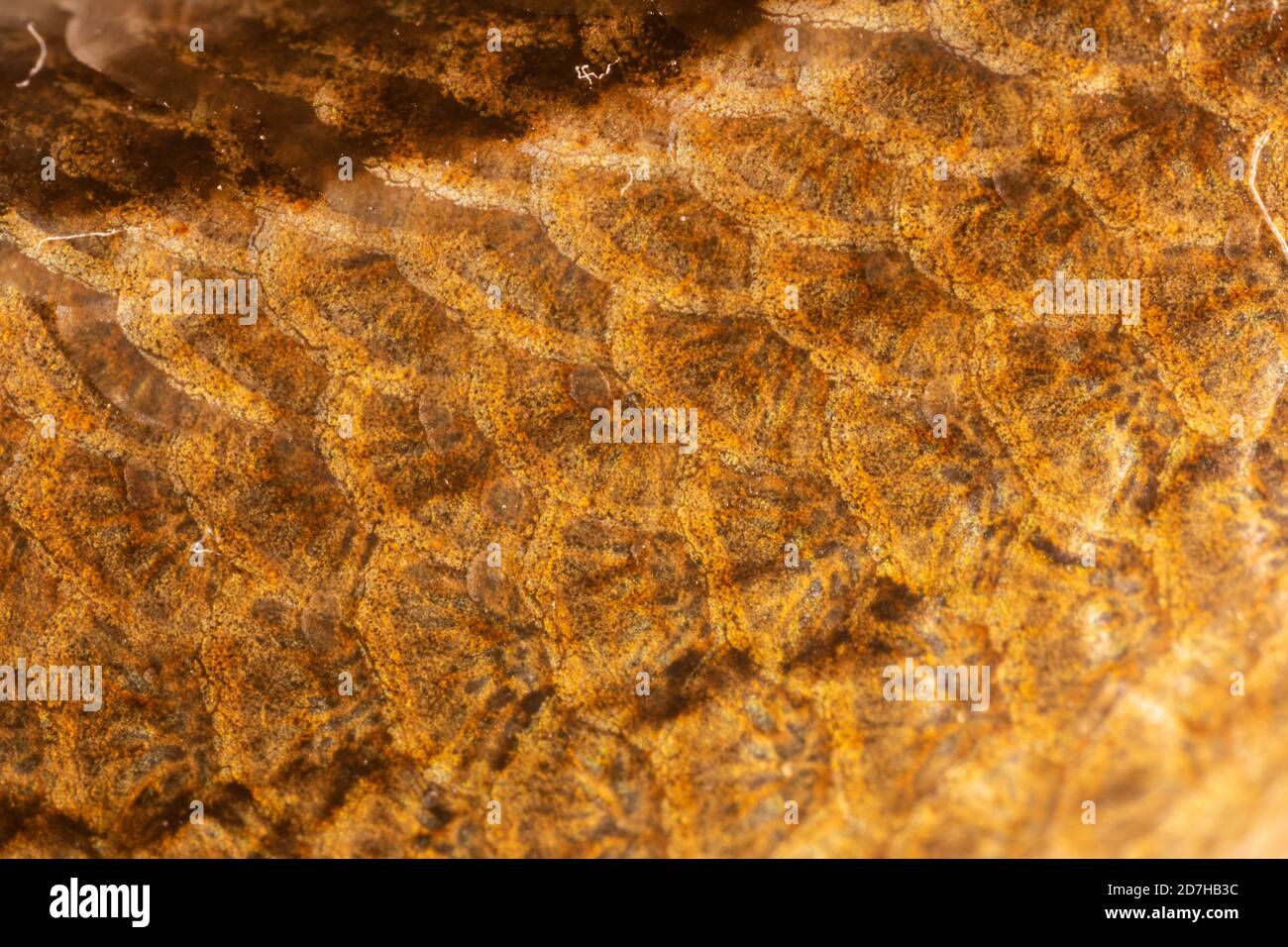 Europäischer langsamer Wurm, Blindwurm, langsamer Wurm (Anguis fragilis), Detailansicht der Rückenschuppen, Deutschland, Bayern Stockfoto