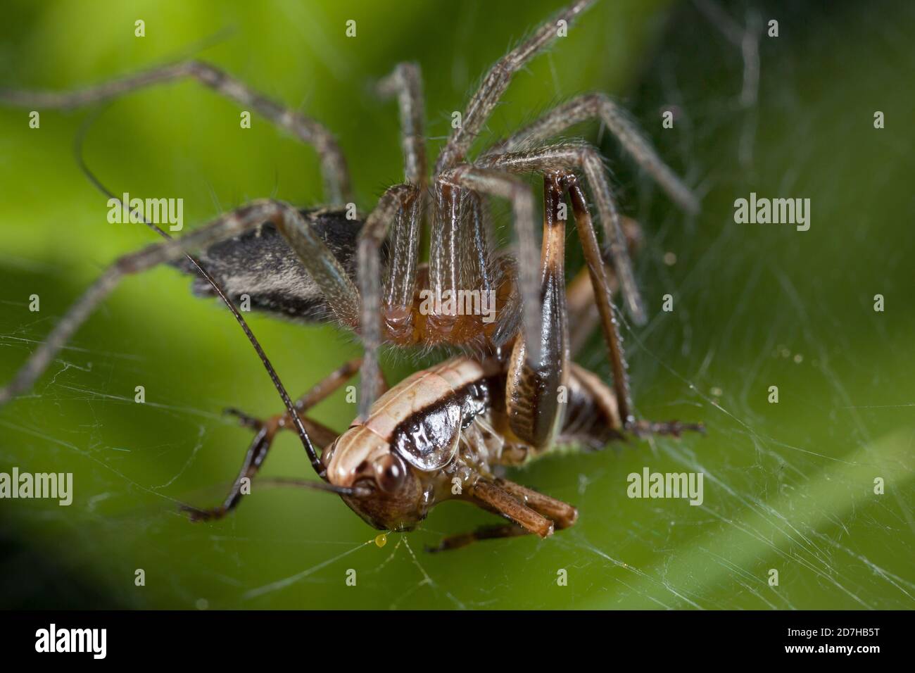 Grastrichterweber, Maze Spinne (Agelena labyrinthica), mit gefangenem Grasnarbe, Deutschland Stockfoto