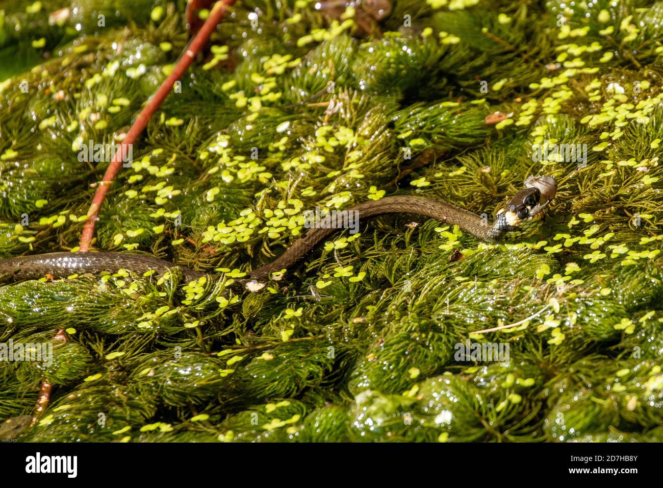 Grassnatter (Natrix natrix), fängt Jungtaubenfrosch auf dichtem Hornkraut Population, Deutschland, Bayern Stockfoto