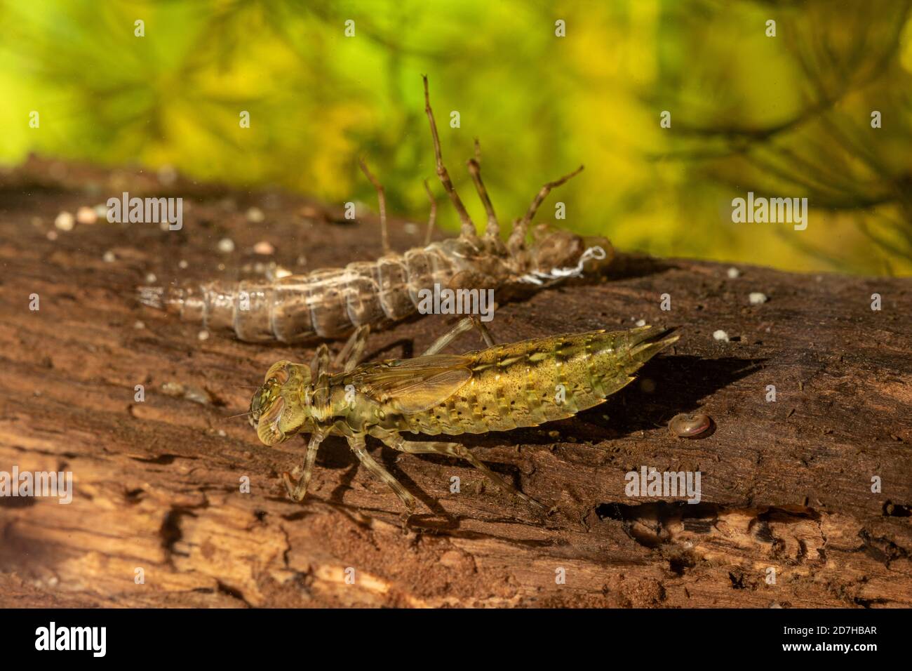 Blaugrüner Darner, südlicher aeshna, südlicher Falkling (Aeshna cyanea), neu geschlüpfte Larve mit Exuvia, Deutschland Stockfoto