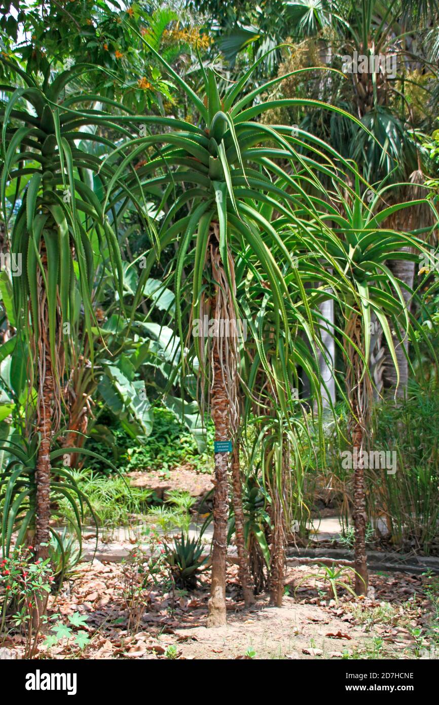 where to buy aloe plant Coral Aloe (Aloe striata) – Plants Express main image 0