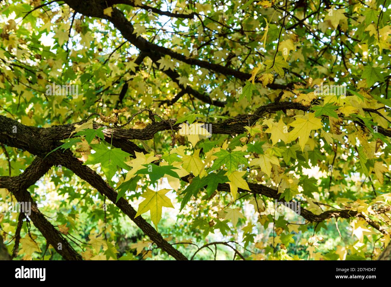 Süßgummi (Liquidambar styraciflua) 'pendula' im Herbst, Somme, Frankreich Stockfoto