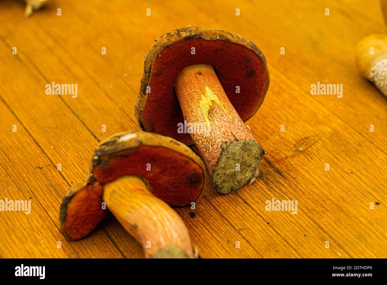 Pilze (rote Krackbolete) Stockfoto