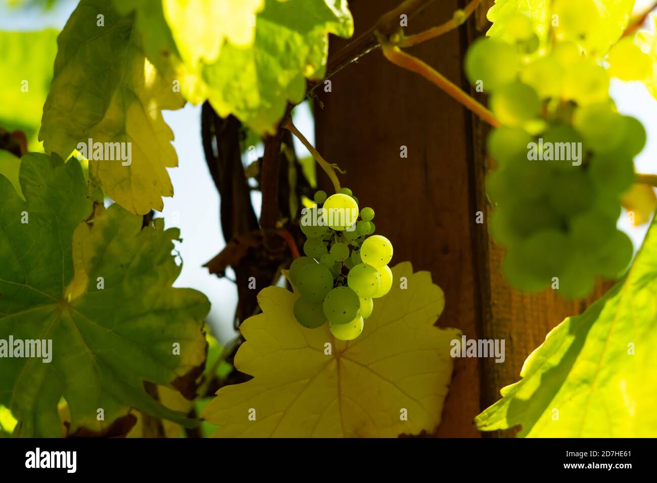 Grüne Trauben im Weinberg Stockfoto
