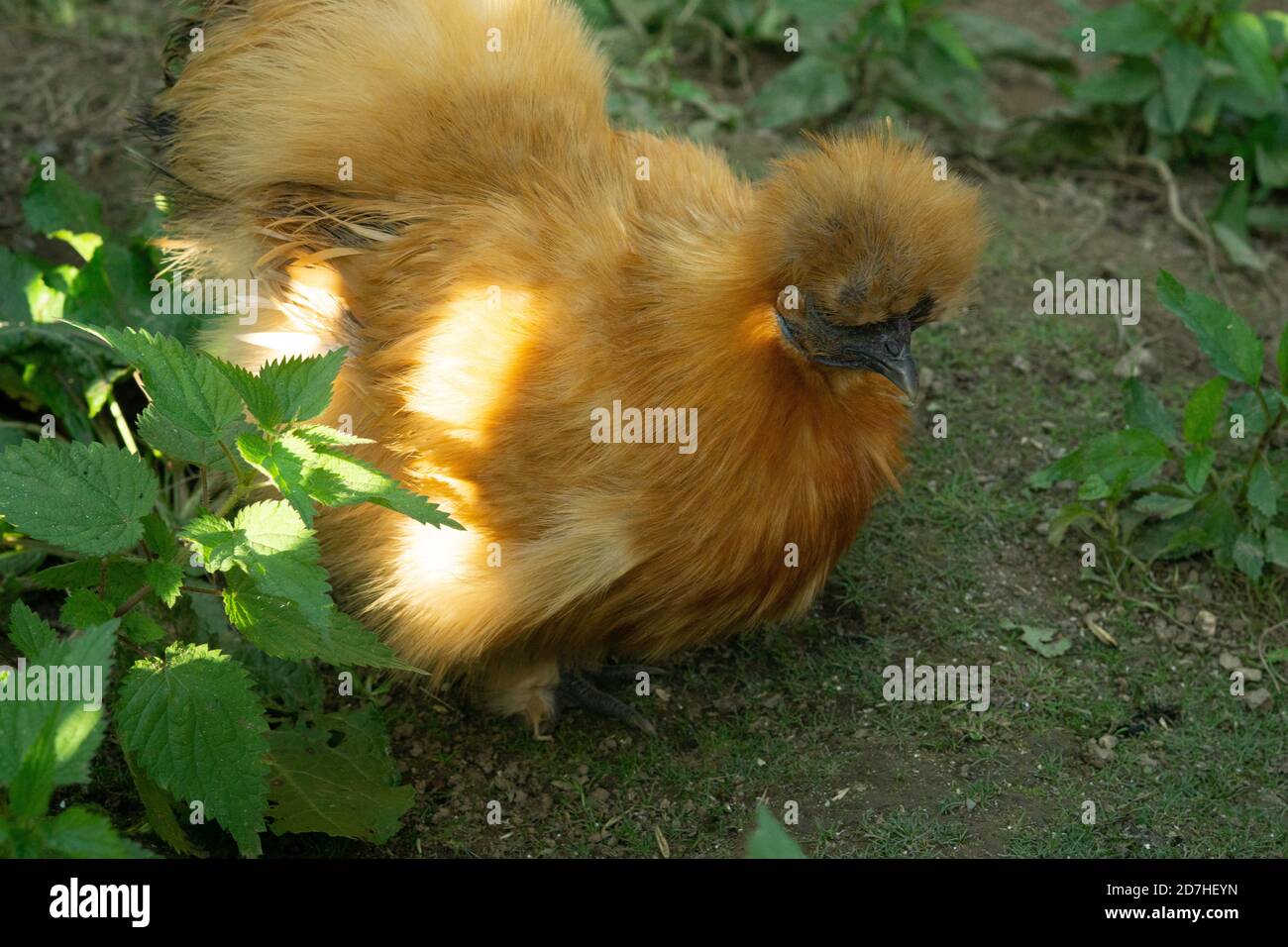 Frei-reichende Hühner auf einem Bauernhof Stockfoto