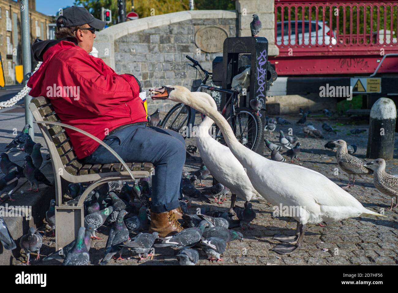 Ein Mann sitzt auf einer Bank und füttert Tauben und Schwäne. Stockfoto