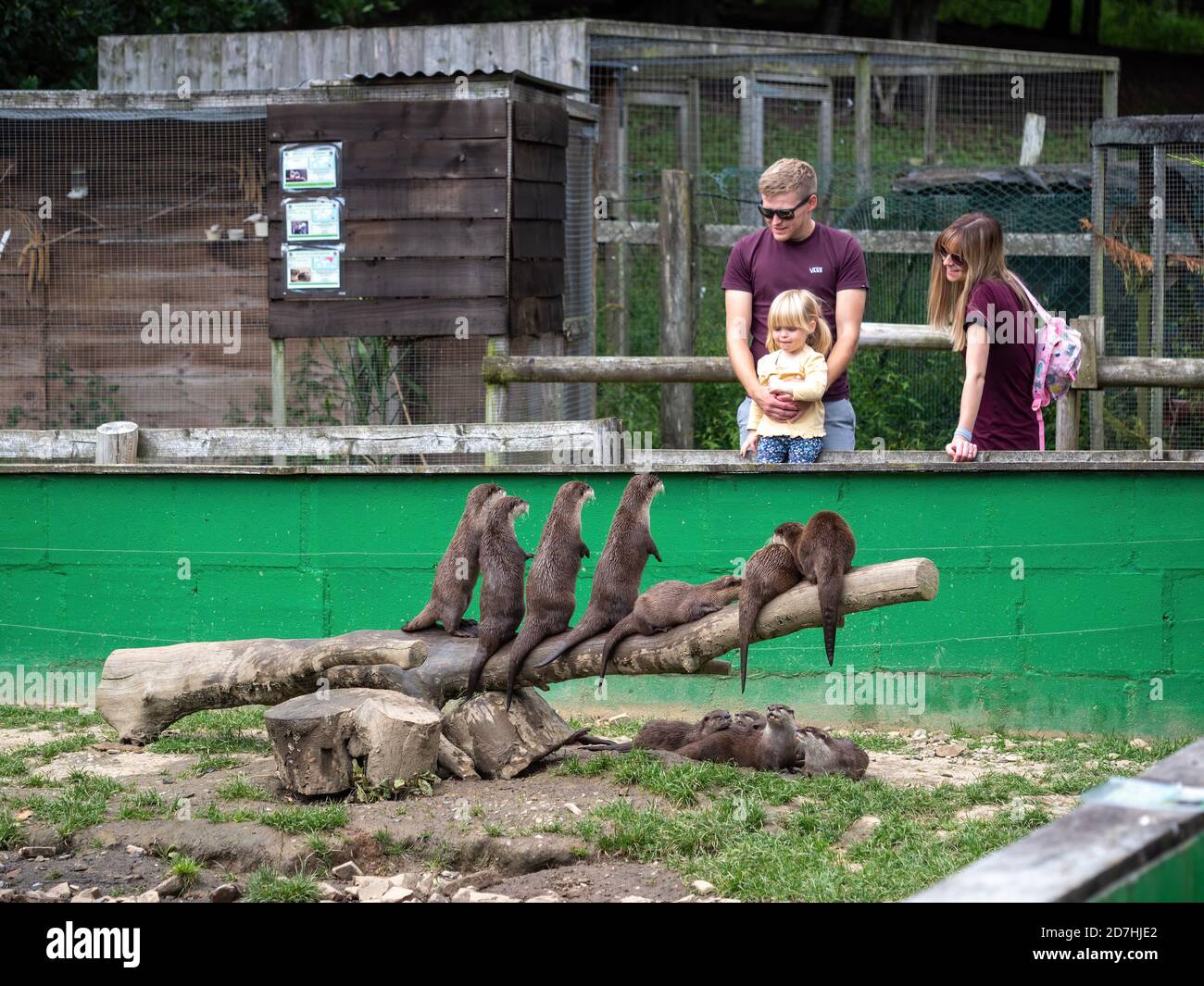 LAUCESTON, CORNWALL - 1. SEPTEMBER 2020: Otter im Tamar Otter and Wildlife Rescue Center, bald geschlossen. Stockfoto