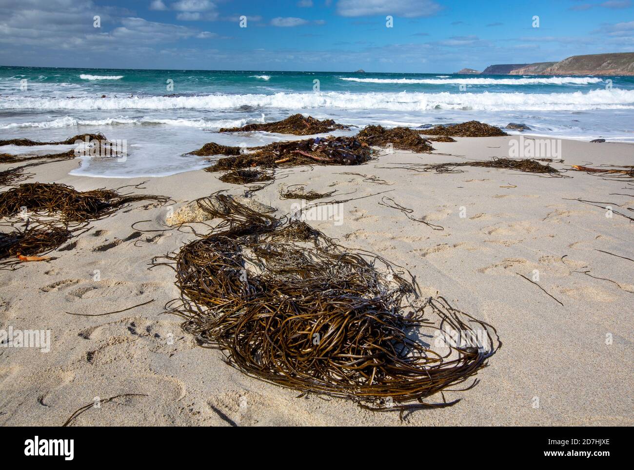 Seetang wurde an Land in Whitesand Bay, Sennen, Cornwall, Großbritannien, gewaschen. Stockfoto