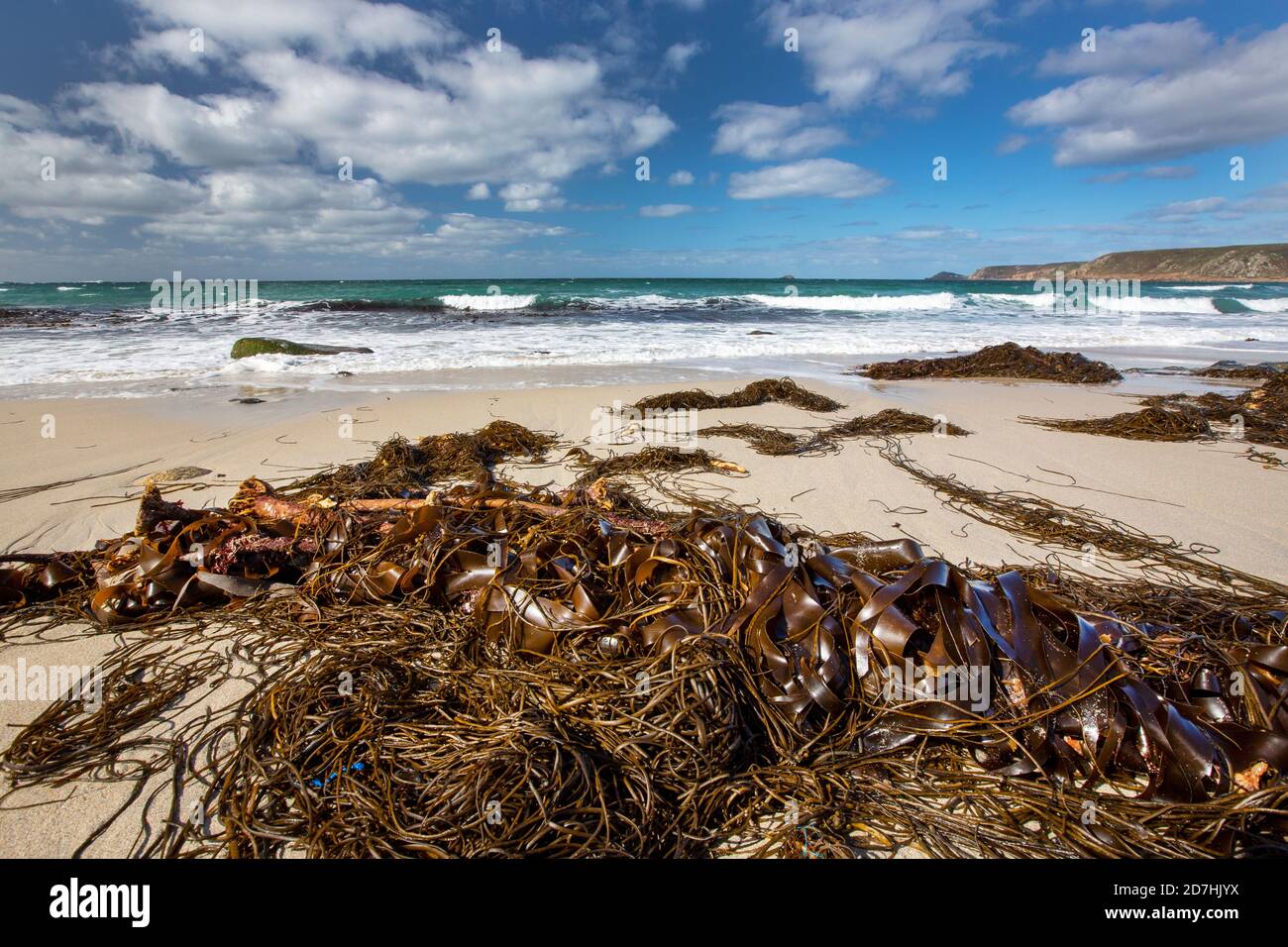 Seetang wurde an Land in Whitesand Bay, Sennen, Cornwall, Großbritannien, gewaschen. Stockfoto