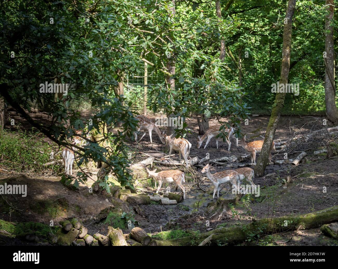 LAUNCESTON, CORNWALL - 1. SEPTEMBER 2020: Damwild im Tamar Otter and Wildlife Rescue Center, bald geschlossen. Stockfoto
