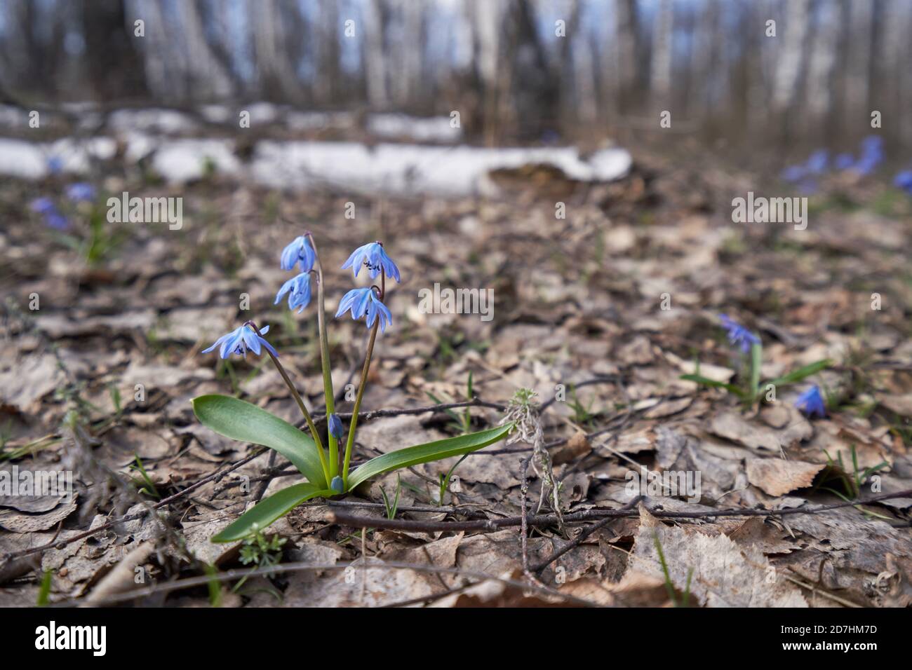 Frühling blaue Schneeglöpfenblume im Wald Stockfoto