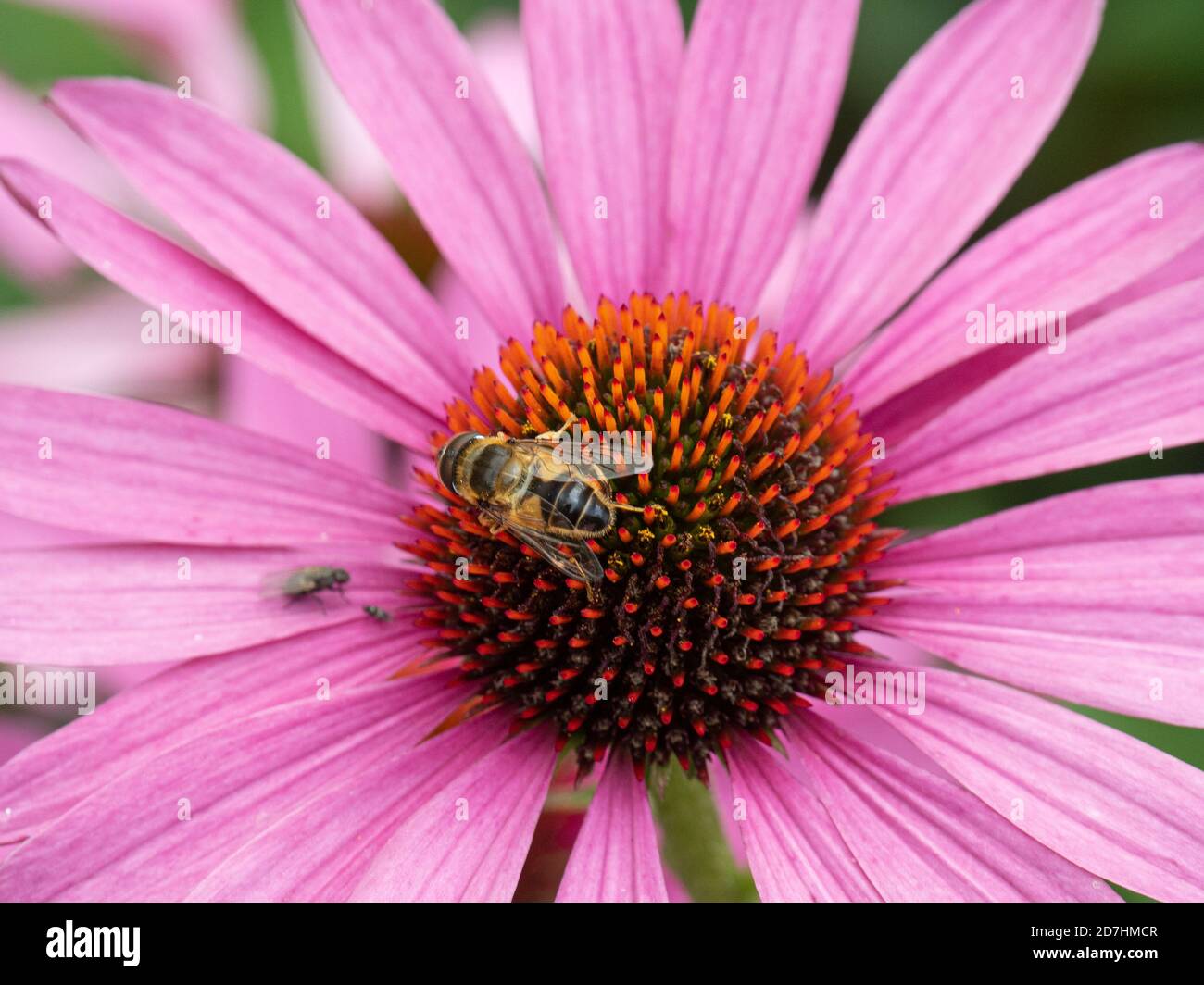 Eine Nahaufnahme einer Honigbiene, die sich auf einem ernährt Echinacea Blume Stockfoto