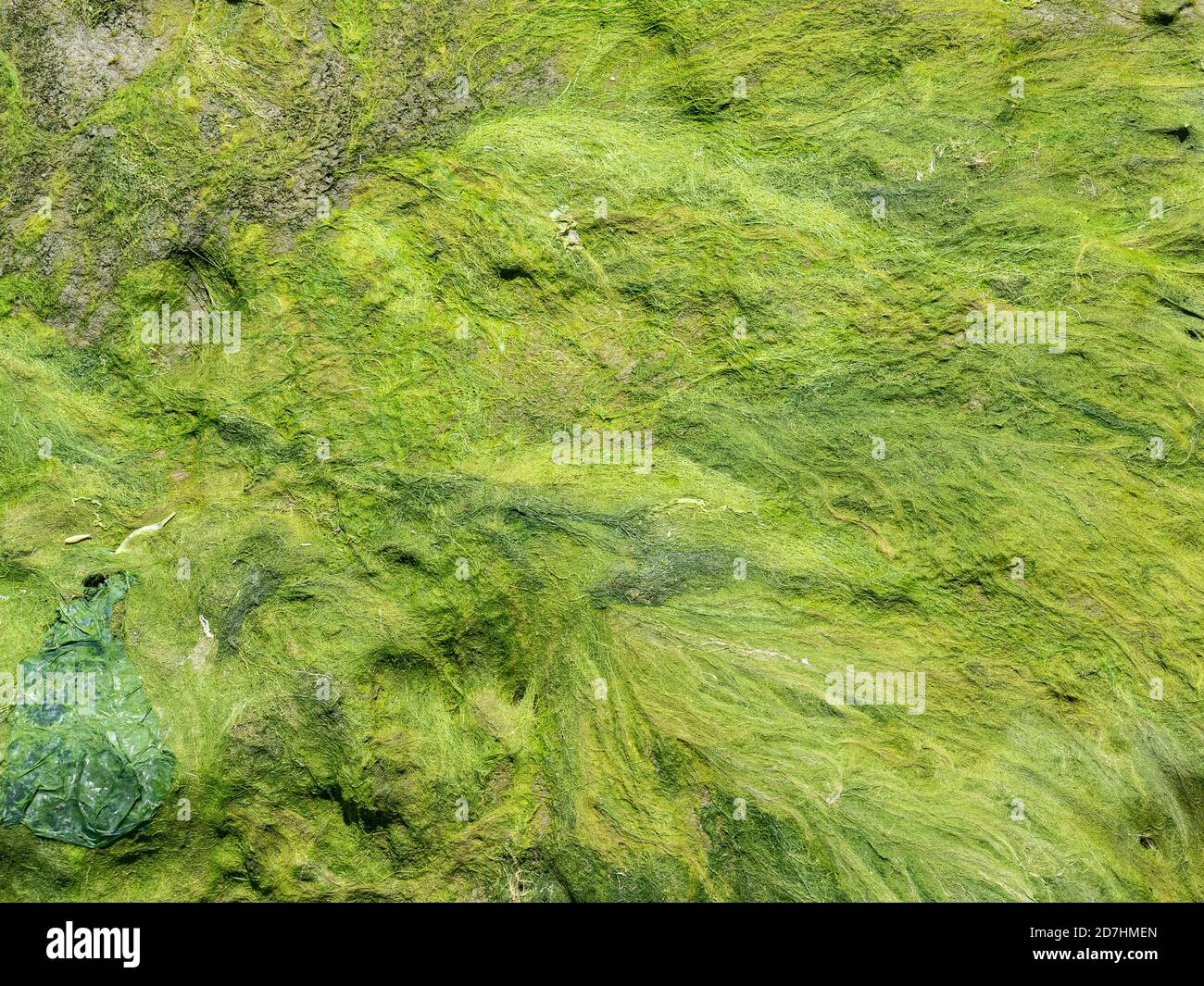 Ein Muster aus kalkgrünen Algensträngen, die von uns zurückgelassen wurden Ein Gezeitenfluss Stockfoto