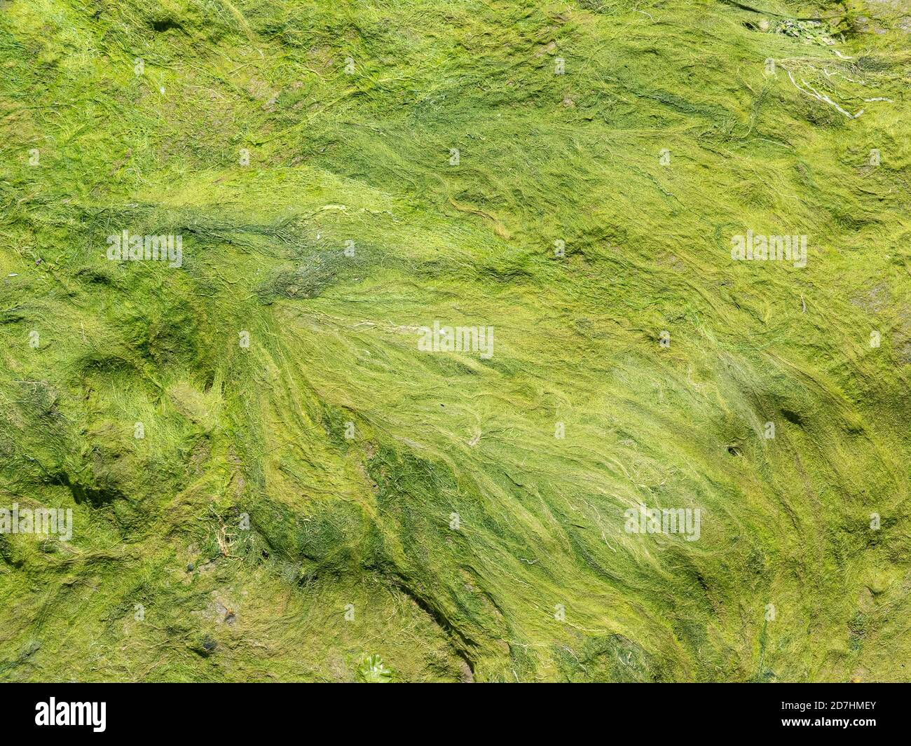 Ein Muster aus kalkgrünen Algensträngen, die von uns zurückgelassen wurden Ein Gezeitenfluss Stockfoto