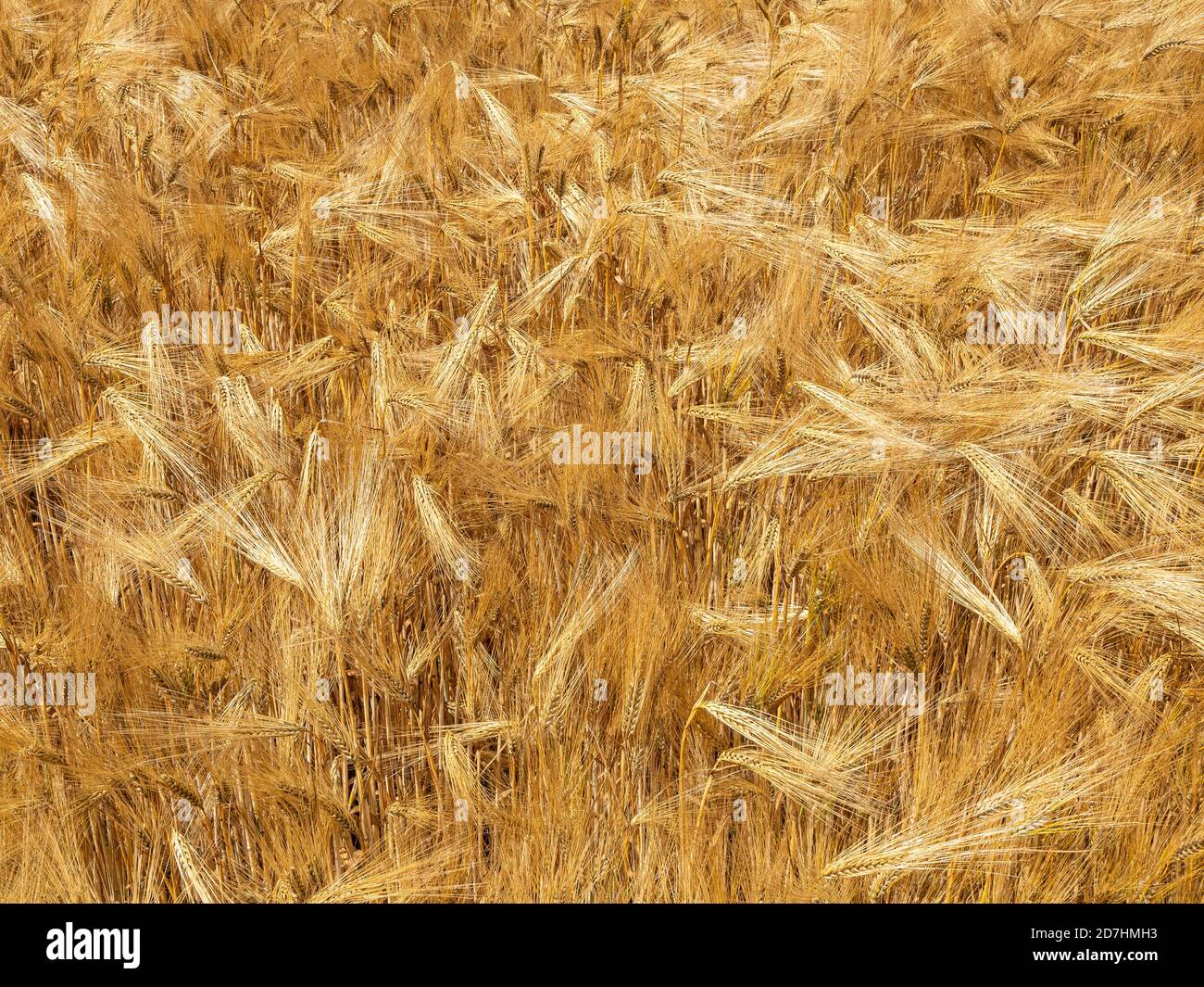 Nahaufnahme eines kleinen Teils eines Feldes Von 6 Reihe Gerste reif und golden bereit für die Ernte Stockfoto