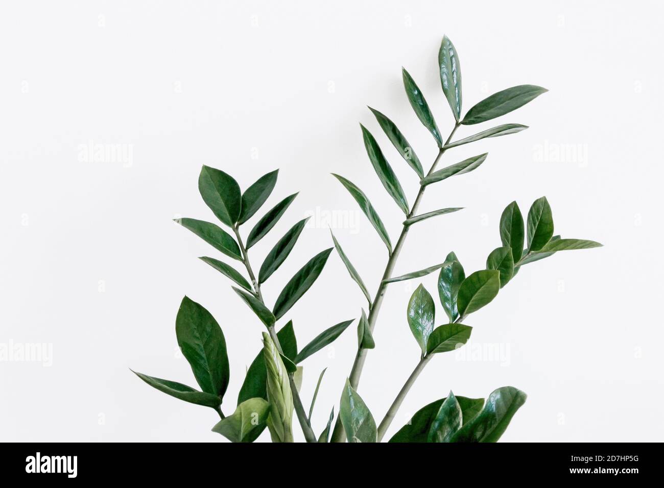 Grüne zamioculcas zamiifolia Pflanze mit weißem Hintergrund Stockfoto