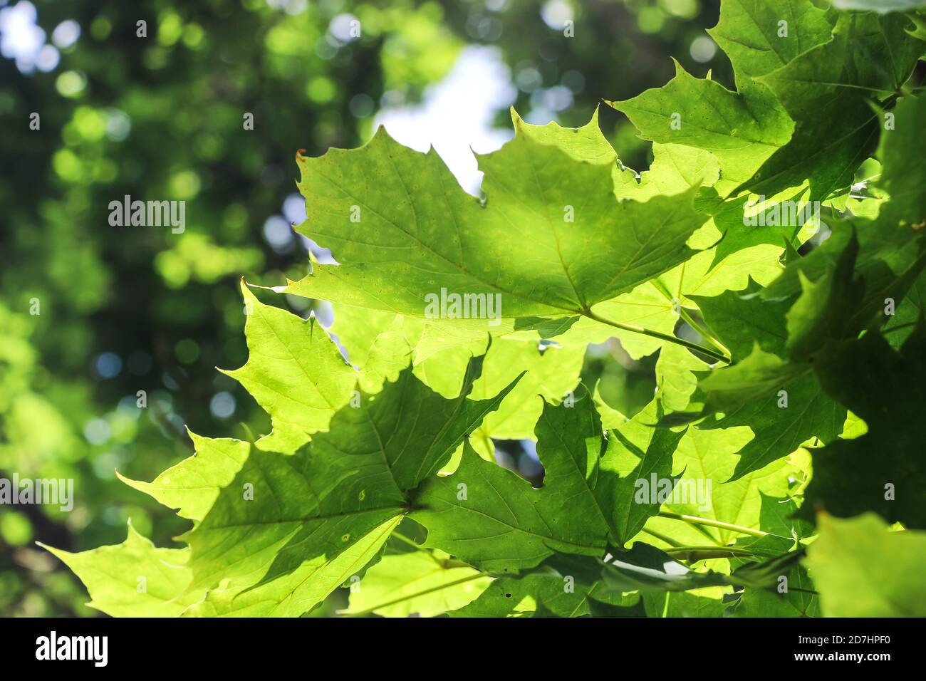 Grüne Platane Blätter mit Sonnenschein im Frühling Stockfoto