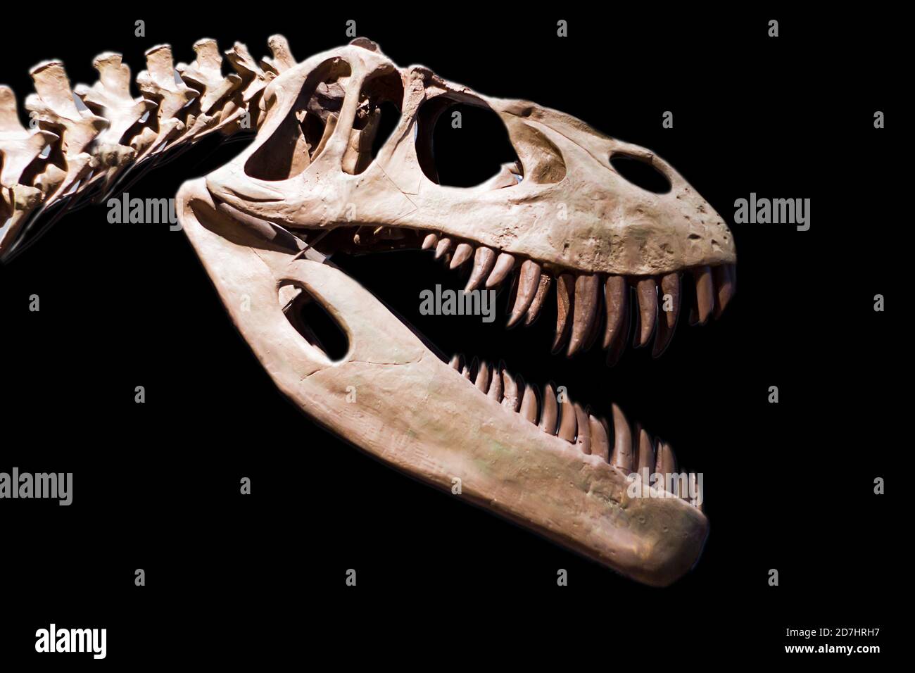 Dinosaurier Skelett auf schwarzem Hintergrund Stockfoto