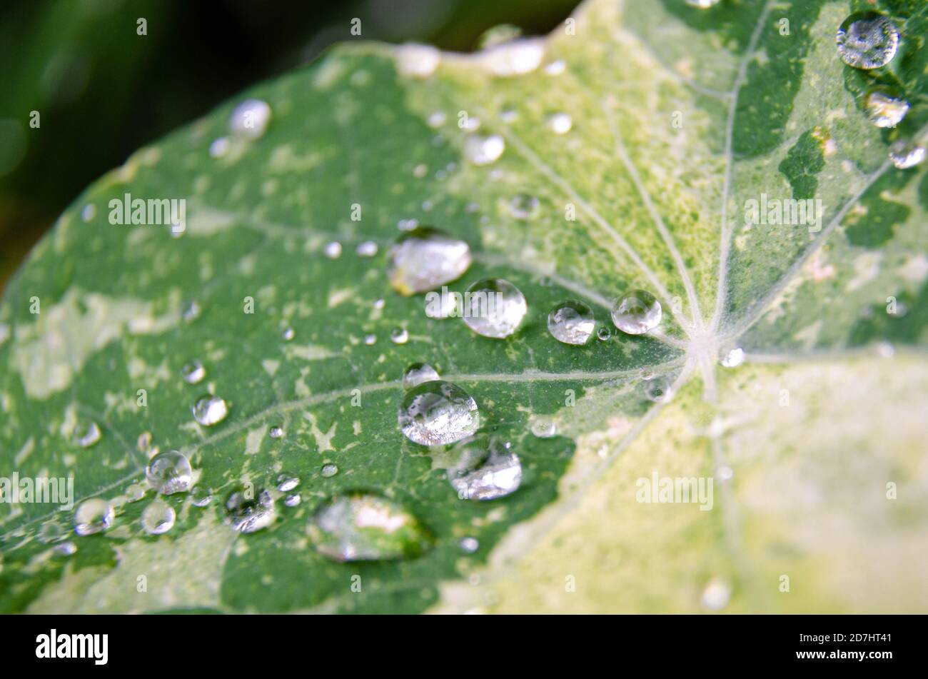 Nahaufnahme von Wassertröpfchen auf einem Kapuzinerkleb. Stockfoto