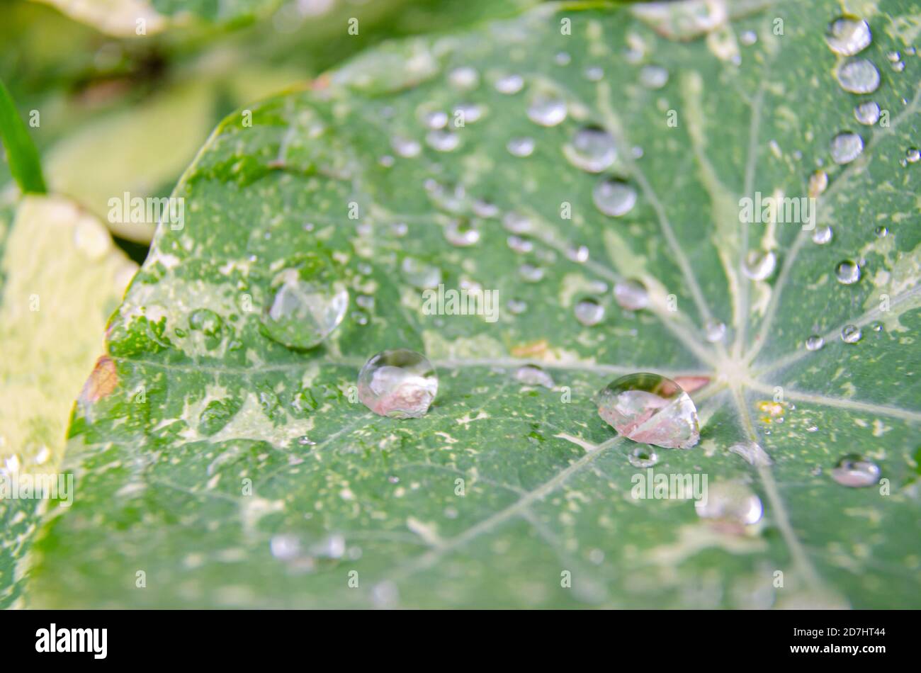 Nahaufnahme von Wassertröpfchen auf einem Kapuzinerkleb. Stockfoto
