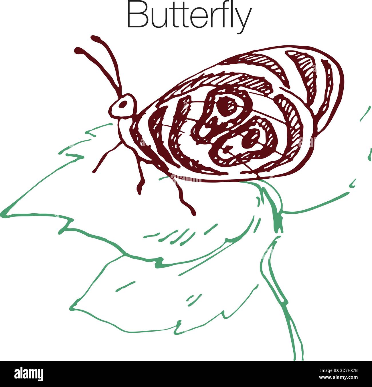 Handgezeichnete Vektorgrafik Schmetterling Stock Vektor