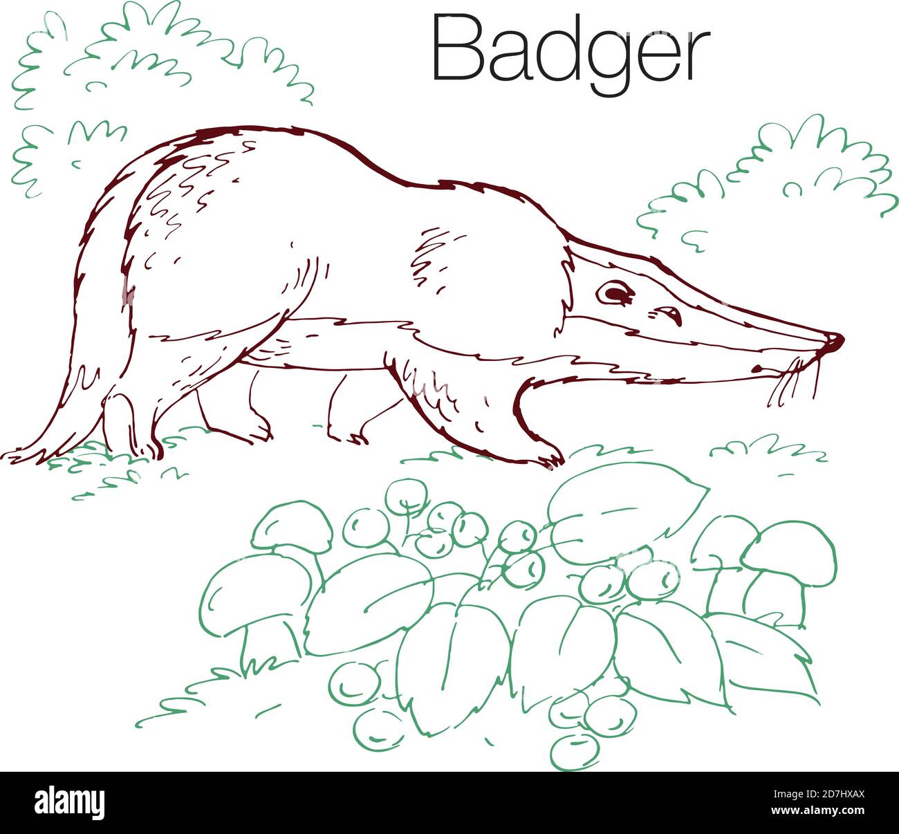 Handgezeichnete Vektorgrafik Dachs Stock Vektor