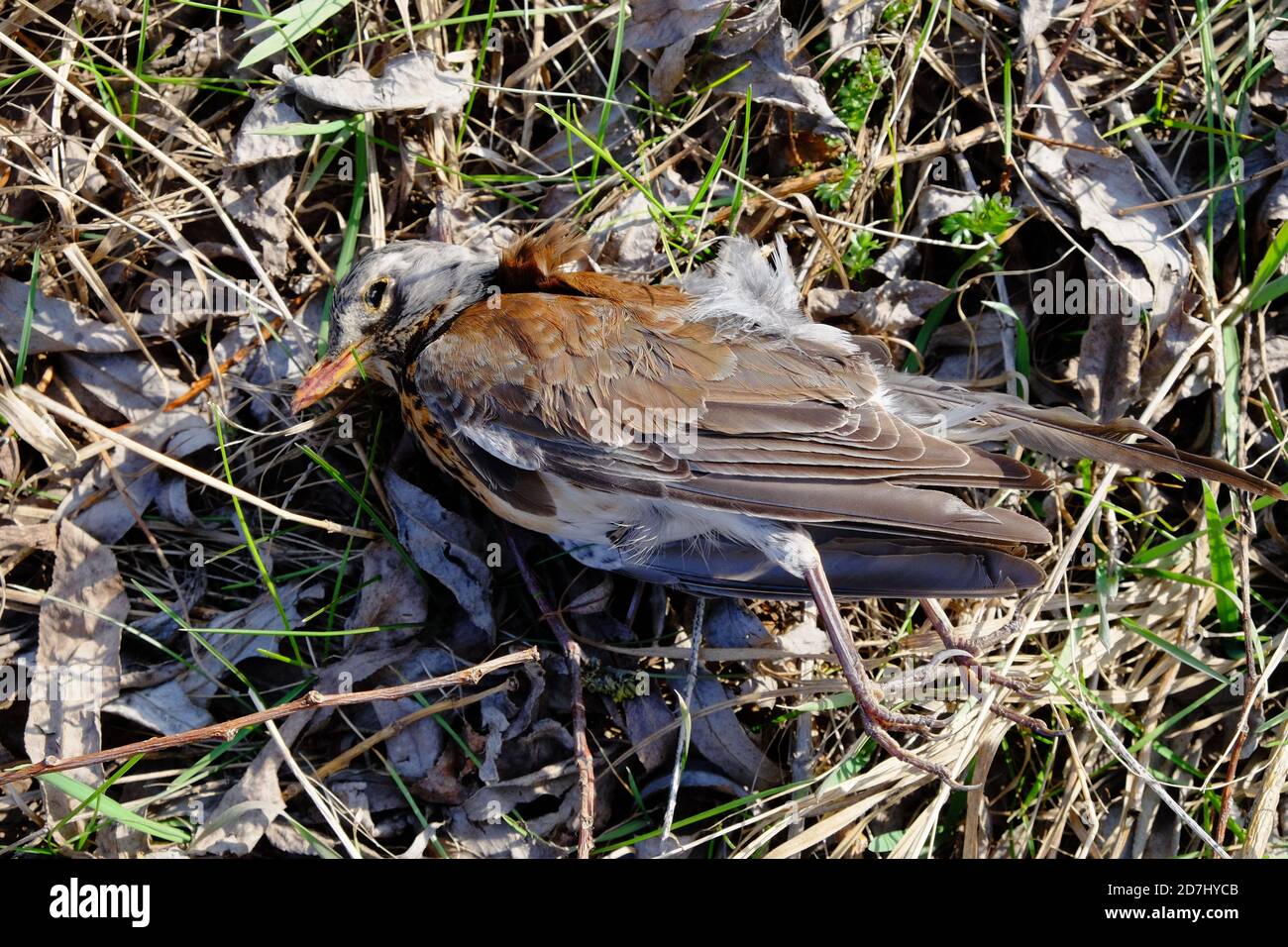Ein toter Vogel liegt auf dem Gras. Totes Tier. Stockfoto
