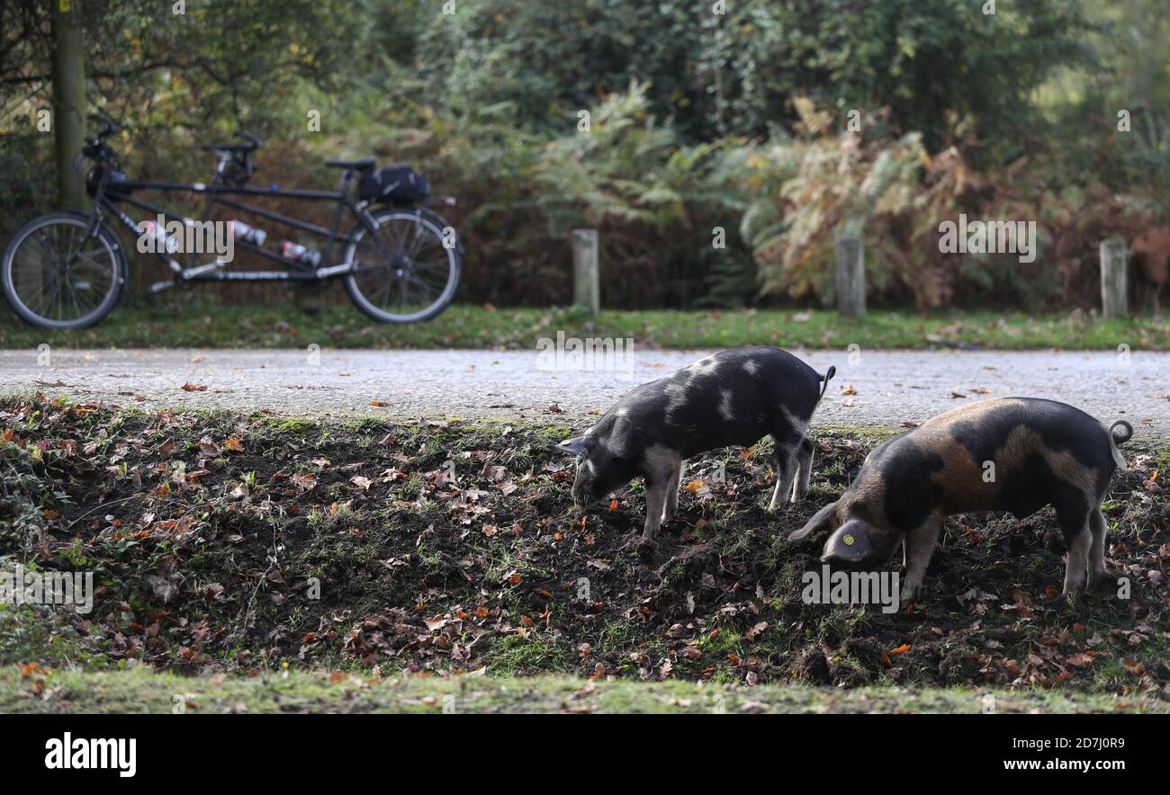 Hausschweine, die im Rahmen der Pannage-Saison in den New Forest entlassen werden, halten Ausschau nach Eicheln, die in der Nähe von Rockford Common zu essen sind. Stockfoto