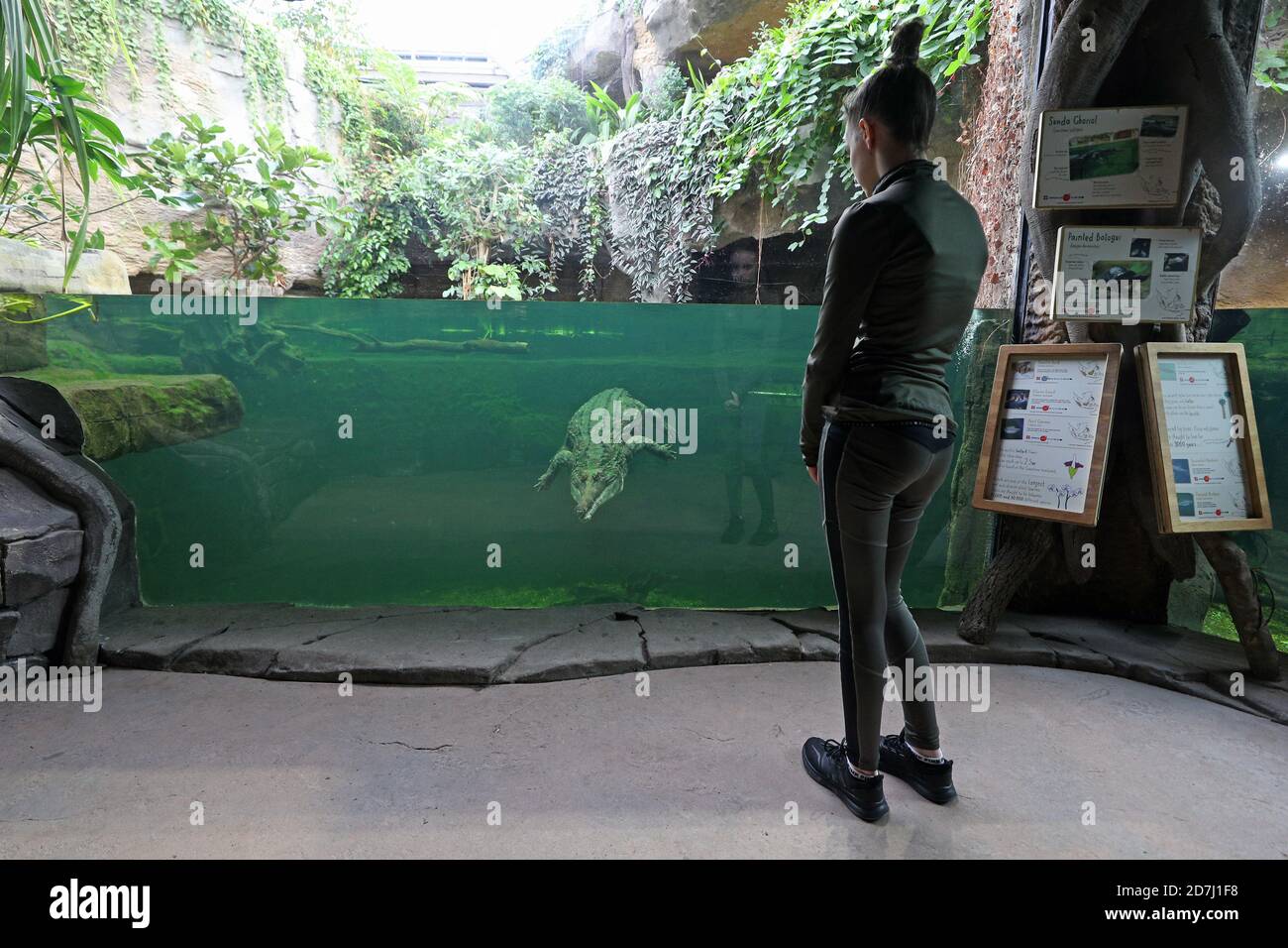 Ein Mädchen beobachtet einen Sunda-Gharial im neu eröffneten Monsoon Forest Habitat Area im Chester Zoo, der nach einem Brand im Dezember 2018 geschlossen wurde. Stockfoto