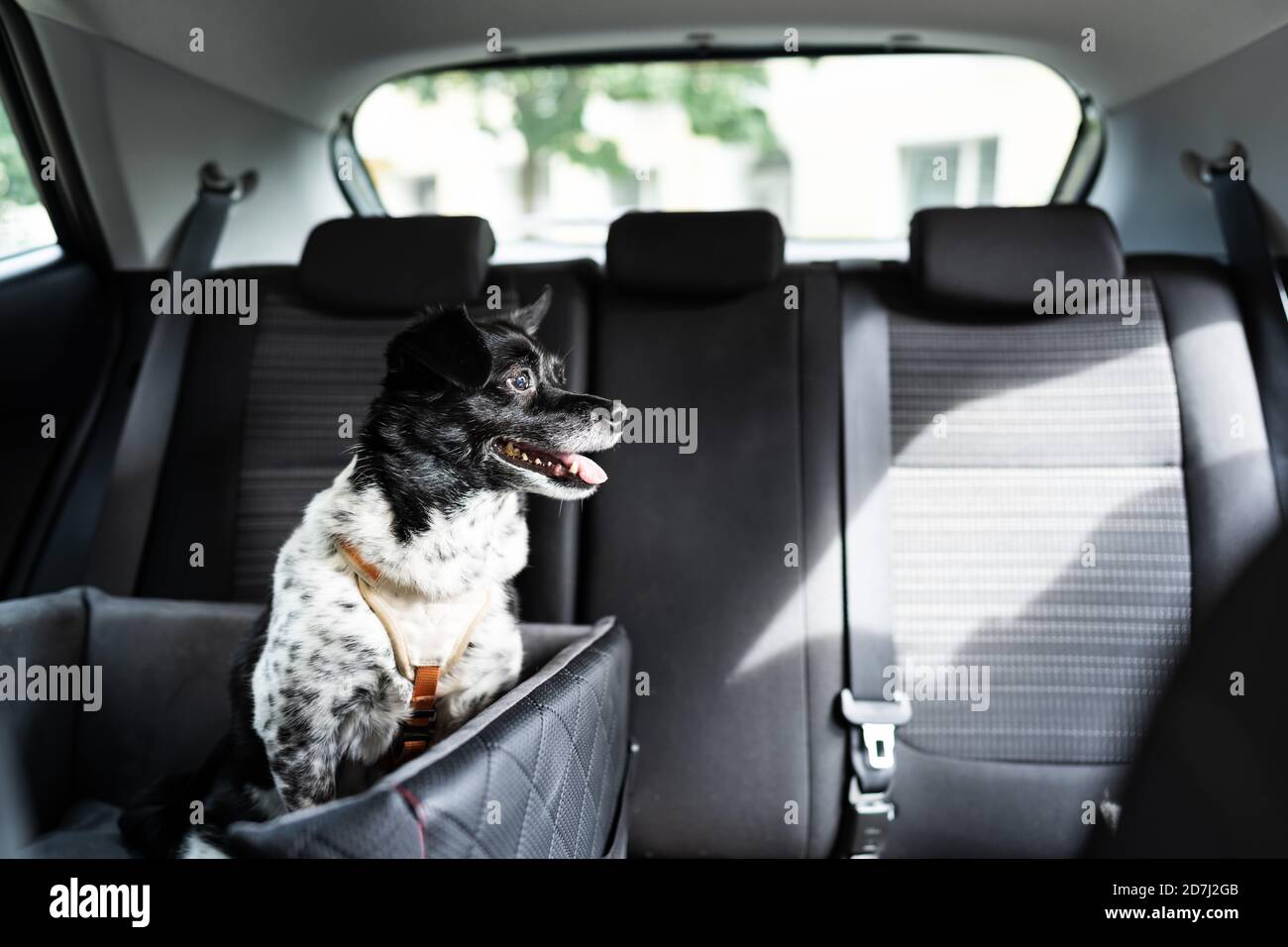 Hund Im Autositz Mit Sicherheitsgurt Im Sitzverstärker Stockfoto