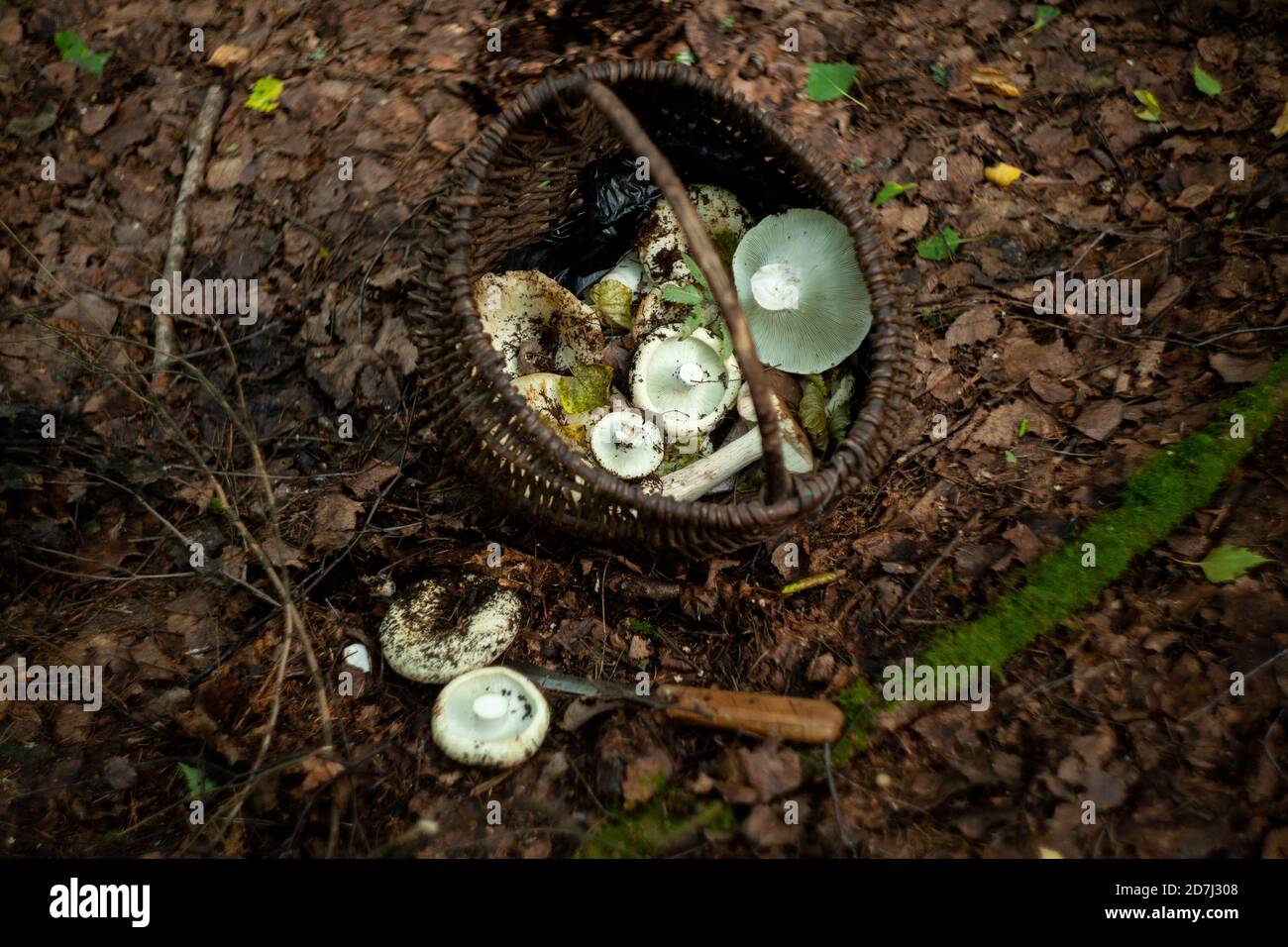 Wildpilze in einem Korb Stockfoto