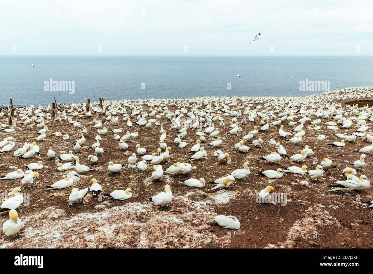Kolonien von Nordbellen, Morus bassanus, auf Bonaventure Island, Golf von St. Lawrence, Gaspe Peninsula, Quebec, Kanada. Ile-Bonaventure-et-du-Roch Stockfoto