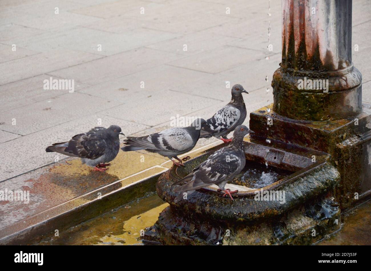 Taube Schlange für Wasser in venedig Wasserhahn. Stockfoto