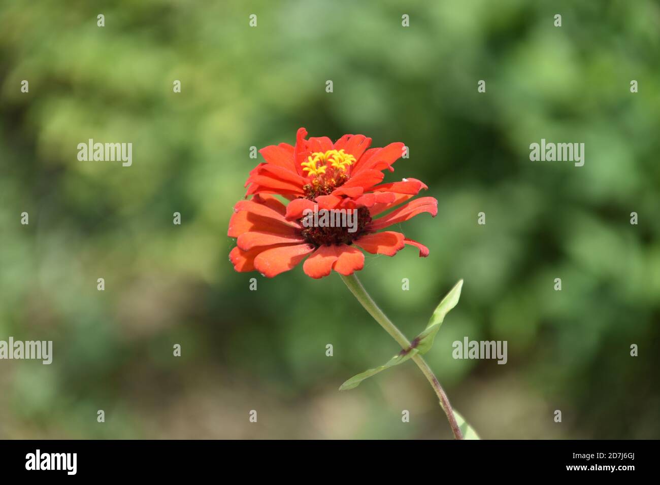Orange Zinnia Blume oder Zinnia peruviana blüht Stockfoto