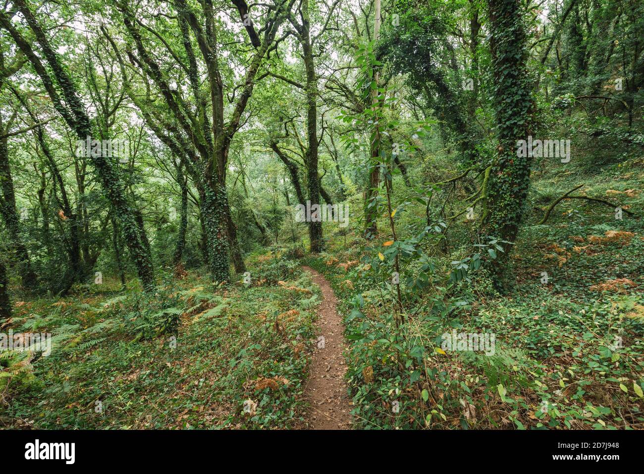 Fußweg inmitten von grünen Pflanzen und Bäumen, die im üppigen Wald wachsen Stockfoto