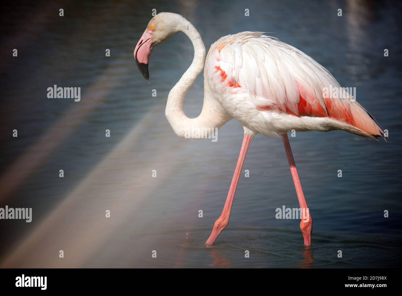 Flamingo (Phoenicopterus roseus) steht im Wasser an sonnigen Tagen Stockfoto