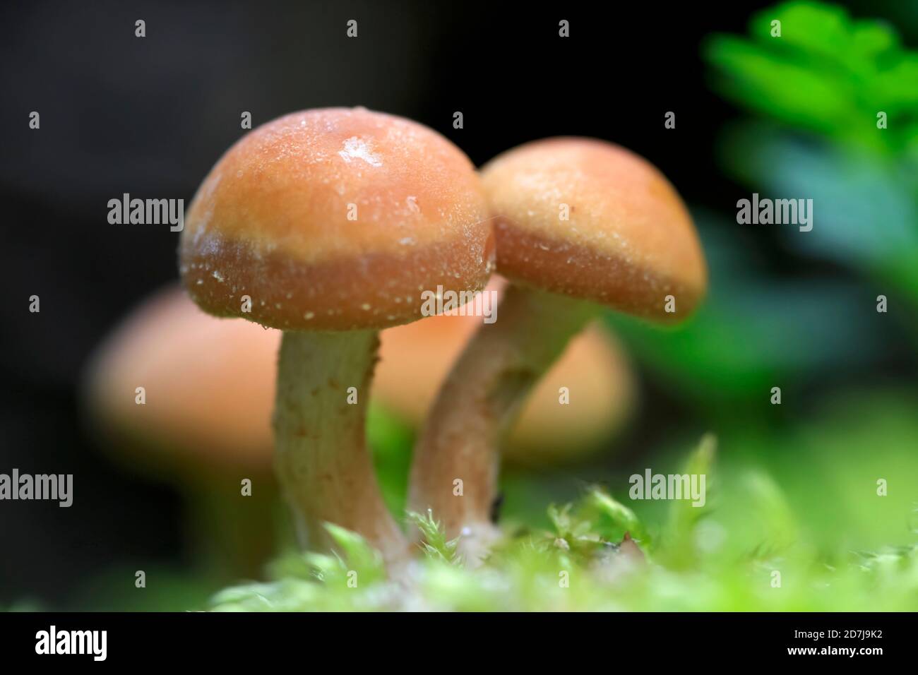Kleine braune Pilze Stockfoto