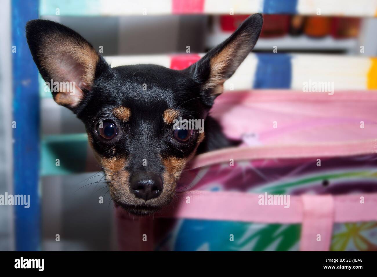 Miniaturpinscher sitzt in einer Bowlingtasche. Haustiere. Stockfoto