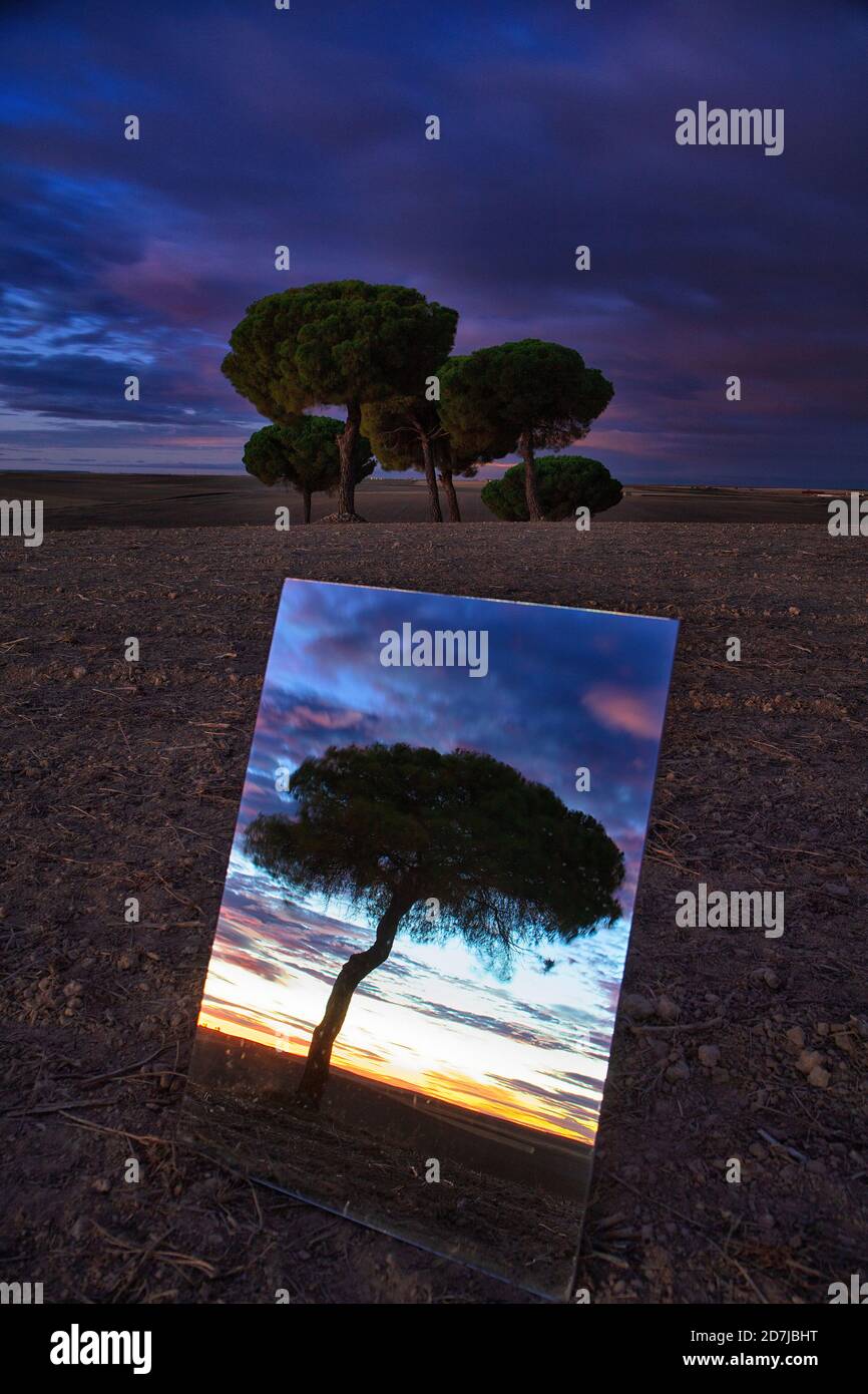 Glänzend spiegelnde Baum in Lagunas de Villaafila Naturschutzgebiet In der Abenddämmerung Stockfoto