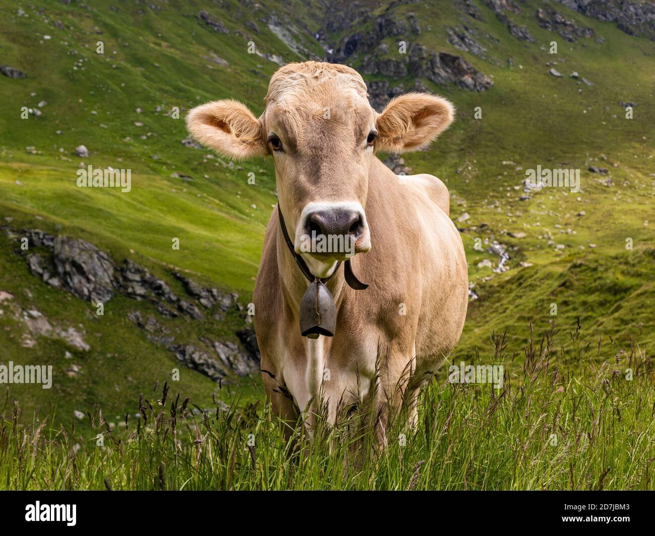 Portrait einer braunen Kuh mit Kuhglocke im Freien stehend Stockfoto