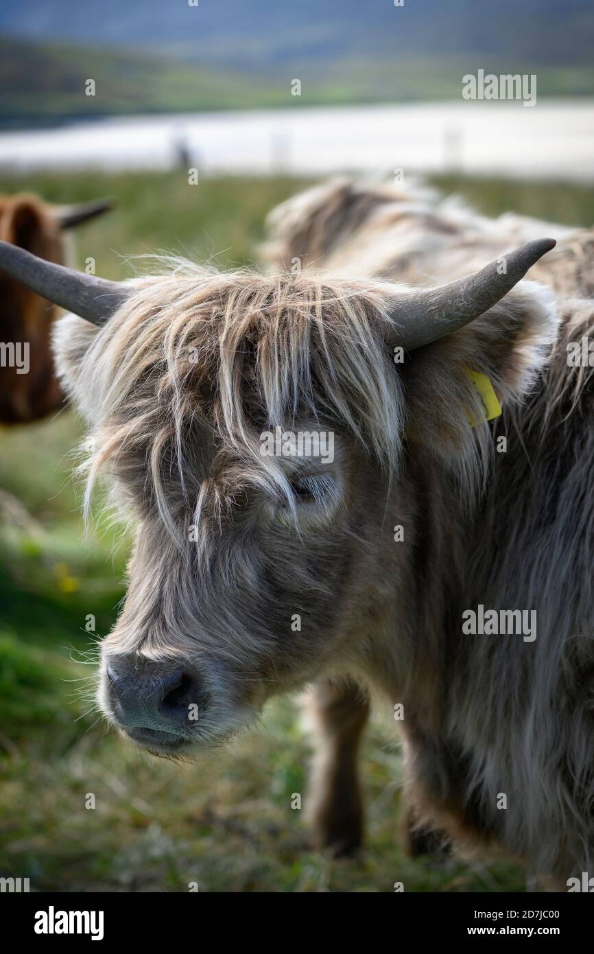 Porträt eines jungen Galloway-Stiers Stockfoto