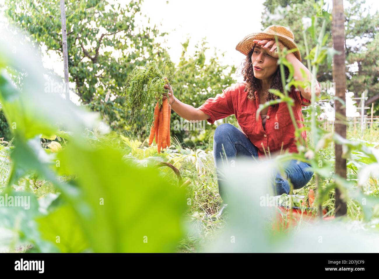 Schöne Frau schwitzt während der Ernte Bio-Karotten auf Gemüse Garten Stockfoto