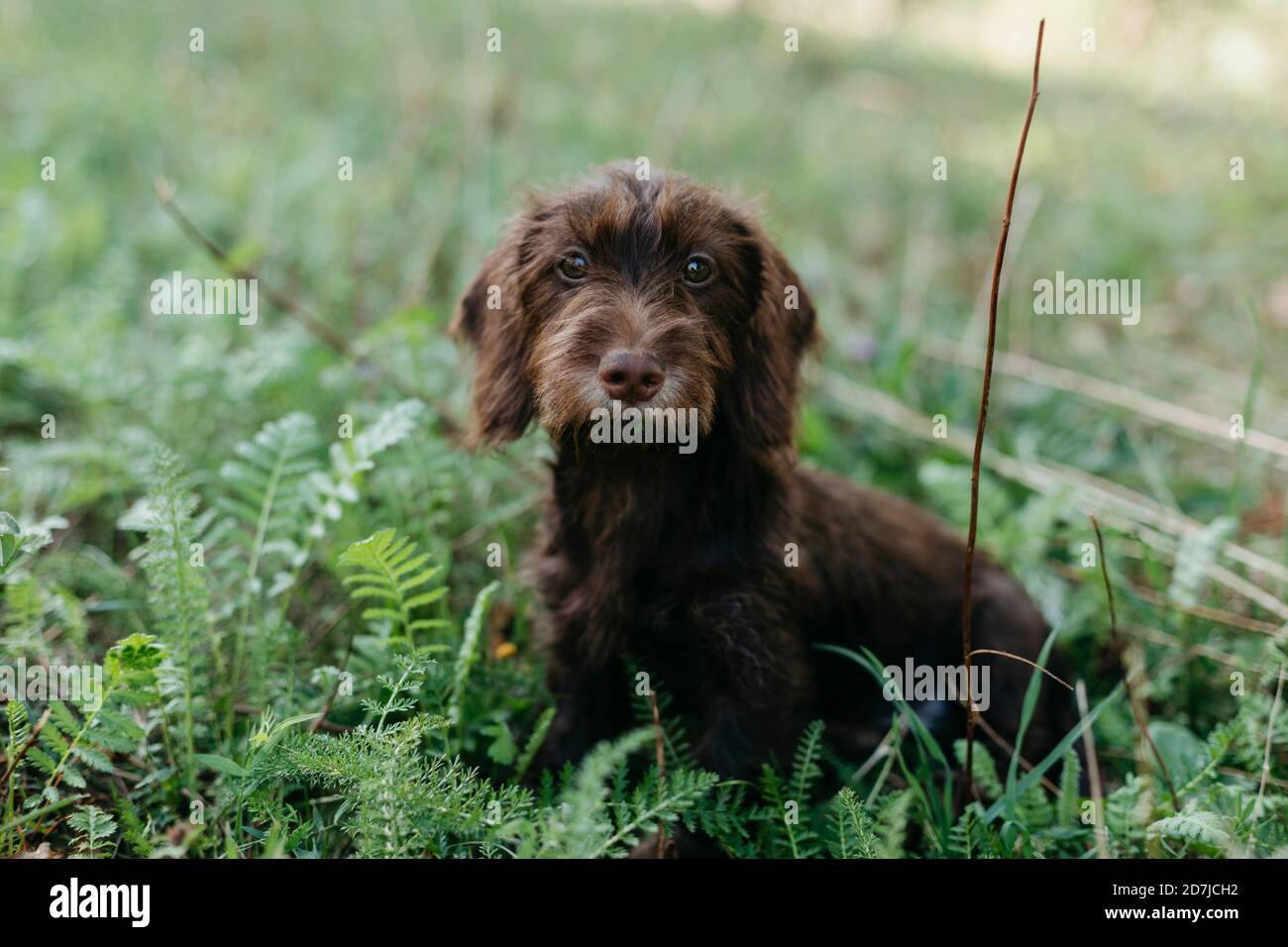 Netter Welpe, der auf Gras im Hinterhof sitzt Stockfoto