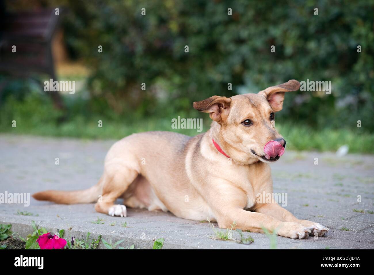 Hund, der die Zunge herausstreckt, während er sich auf dem Fußpfad hinlegt Stockfoto