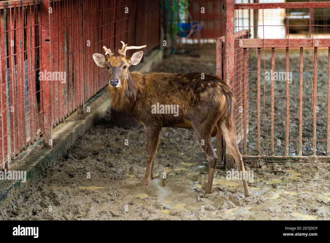 Hirsch mit gebrochenem Geweih im Zoo Corral. Stockfoto