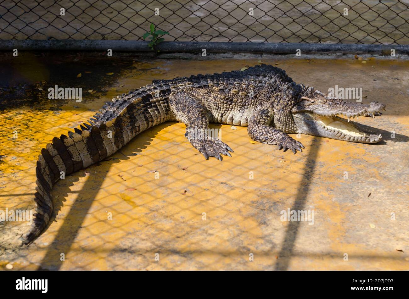 Amphibien prähistorischen Krokodil. Krokodil ist zwischen Land und Wasser. Stockfoto